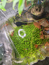水草種子水草泥生態(tài)家用創(chuàng  )意魚(yú)缸玻璃瓶水培植物四季造景魚(yú)缸小型 水草籽1萬(wàn)粒+水草泥2斤【推薦】 曬單實(shí)拍圖