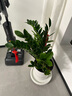 植男植女金錢(qián)樹(shù)大型盆栽植物室內(nèi)客廳落地辦公室輕奢招財(cái)好養(yǎng)綠植源頭直發(fā) 曬單實(shí)拍圖