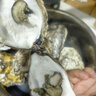 鮮海道【活鮮】鮮海道生蠔  乳山牡蠣 新鮮海蠣子生鮮貝類 特大號4XL凈重4斤（10-14只）） 曬單實拍圖
