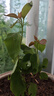 三角梅盆栽開(kāi)花四季耐寒耐旱花卉綠植室內外多色陽(yáng)臺庭院盆景 【旗紅】扦插苗原土-包活 5年苗包成活-庭院花海 曬單實(shí)拍圖