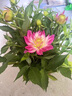 鮮枚小麗花重瓣花苗盆栽帶花苞室內外四季開(kāi)花大麗花植物鮮花綠植花卉重瓣大麗花【花期帶花】好苗小麗花苗丨帶土發(fā)貨 曬單實(shí)拍圖