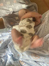 懷音 肚兜嬰兒護肚夏季薄款新生兒肚圍純棉防著(zhù)涼嬰幼兒兜兜寶寶護肚 2件【憨憨熊+小耳朵】薄款純棉 L碼【6-24個(gè)月】 曬單實(shí)拍圖