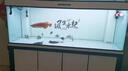 印尼紅龍魚活魚純血招財(cái)風(fēng)水魚大湖紅龍魚金龍魚幼苗熱帶魚觀賞魚 【源頭廠家】紫嫣紅龍魚+包發(fā)色 25-30cm【漁場(chǎng)直銷】 曬單實(shí)拍圖