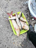 龍王恨魚餌野戰(zhàn)藍(lán)鯽X5釣魚餌料老三樣野釣鯽魚酒米窩料紅蟲拉絲粉 野戰(zhàn)藍(lán)鯽（300g） 【1包】 曬單實拍圖