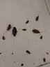 捷臣蟑螂藥特效強力全窩端蟲(chóng)卵雙殺蟑螂屋膠餌盒家用室內滅除小強神器 強效型【1盒8枚】買(mǎi)二件送一 曬單實(shí)拍圖