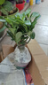 重瓣沙漠玫瑰花苗盆栽花卉老樁室內植物四季好養的花陽(yáng)臺庭院植物 中苗20CM左右高（單顆） 曬單實(shí)拍圖