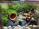 苔蘚微景觀(guān)雨林缸生態(tài)瓶桌面綠植創(chuàng  )意水陸生態(tài)缸植物森林成品造景 洞穴屋成品+燈 曬單實(shí)拍圖