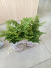 鐵線蕨盆栽鐵絲草多年生常綠草本觀葉綠植帶土綠植花卉耐陰水培 鐵線蕨2盆+原盆原土+肥料 曬單實(shí)拍圖