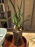 云南自然老種蘭花苗 蓮瓣蘭【丹頂鶴】濃香花卉園藝盆景 組培4苗38.88 不含盆 曬單實拍圖
