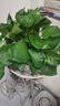 小冤家綠蘿盆栽室內(nèi)花卉綠植綠籮水養(yǎng)花卉盆景桌面辦公客廳水培大葉綠色 精品180#綠蘿1盆裝【買2盆送1盆】 曬單實(shí)拍圖