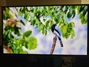 三星（SAMSUNG）27英寸 G81SF QD-OLED 4K 240Hz 0.03ms 防燒屏防眩光超薄設(shè)計玄龍騎士 電競顯示器LS27FG812SCXXF 曬單實拍圖