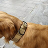 OIMG狗項圈不傷脖子大型犬脖圈中小型犬訓(xùn)練戶外猛犬寵物項圈金毛薩摩 棕色項圈 L碼-建議體重45-65斤 曬單實拍圖