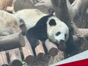 安熱沙（Anessa）新一代小金瓶防曬乳60mL王嘉爾同款防曬霜 曬單實拍圖