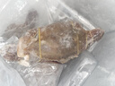 舟山梭子蟹鮮活特大野生大螃蟹新鮮冷凍海鮮水產(chǎn)海蟹飛蟹白蟹順豐 9兩以上/只【5斤凈重 超大肥美】 曬單實拍圖
