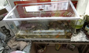 最萌魚(yú)缸水族箱客廳帶蓋透明家用小型生態(tài)創(chuàng  )意造景辦公室桌面缸金魚(yú)缸 60*30*29【雙面水晶蓋】 曬單實(shí)拍圖