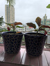 竹節(jié)花苞開(kāi)花海棠花海棠盆栽大葉斑點(diǎn)秋海棠四季花卉陽(yáng)臺(tái)植物室內(nèi) 麻葉海棠2盆 曬單實(shí)拍圖