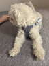puppytie狗狗背心式牽引繩時(shí)尚寵物戶(hù)外遛狗繩中小型犬寵物胸背帶 夢(mèng)幻藍-套裝(胸背+牽引繩) XS碼-建議4-10斤 曬單實(shí)拍圖