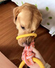 阿莫爾狗狗玩具互動拉力環(huán)小型犬泰迪比熊磨牙潔齒自嗨解悶?zāi)鸵ЮK結(jié)用品 綠色 大型犬適用 曬單實拍圖