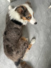 瘋狂小狗中大型犬狗糧成幼犬10kg寵物金毛彩虹魔方牛肉&青口貝犬糧20斤 曬單實拍圖