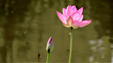 富士（FUJIFILM）XC 50-230mm F4.5-6.7 二代 微單鏡頭 人像風景遠攝長焦變焦鏡頭 微單鏡頭  七夕送禮好物 曬單實拍圖
