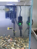魚(yú)缸加熱棒自動(dòng)恒溫烏龜缸加熱器斗魚(yú)缸小型迷你加溫棒養(yǎng)觀賞水族 迷你加熱棒75W 曬單實(shí)拍圖