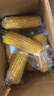 京鮮生 東北黃糯玉米250g*10棒 新鮮甜糯玉米棒真空包裝粘玉米 源頭直發(fā) 曬單實拍圖