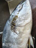 新鮮金槍魚一整條進(jìn)口深海捕撈冷凍生鮮海魚日式料理無污染刺身魚 深海4-7斤/2條【吃爽】 曬單實(shí)拍圖