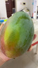 集南鮮 凱特芒果 四川攀枝花芒果當季大青皮黃皮大芒果新鮮水果整箱 含箱5斤  單果400g起  凈重4.5斤 曬單實拍圖
