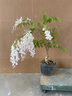 紫藤蘿陽臺植物好養(yǎng)室內(nèi)綠植盆栽盆景樹老樁樹苗綠植陽臺植物花卉 豐花紫藤花量多13年 曬單實拍圖
