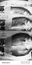 鴻順?三去海鱸魚3斤3條 去鱗去腮去內(nèi)臟 國產(chǎn) 生鮮魚類 源頭直發(fā) 曬單實拍圖