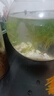 云峰海瑞水草活體懶人草魚(yú)缸造景活體水草套餐魚(yú)缸水草有莖類(lèi)中后景真水草 【實(shí)惠】-綠菊（5只一組） 曬單實(shí)拍圖