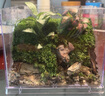 送擺件 成品造景迷你綠植微景觀(guān)生態(tài)雨林缸苔蘚 桌面盆栽擺件 【成品發(fā)貨】微景系列C款+電子燈 曬單實(shí)拍圖