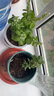 卉雙意大利大葉甜羅勒九層塔帶盆可吃香草新鮮綠植盆栽?xún)艋諝庀懔?羅勒九層塔二合一(簡(jiǎn)易小盆) 曬單實(shí)拍圖