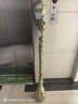 原生桂花樹(shù)苗高桿桂花大樹(shù)庭院地栽濃香型金桂丹桂盆栽四季桂花苗 金桂 3公分1.5-1.7米高全冠幅當(dāng)年開(kāi)花 曬單實(shí)拍圖