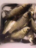 漁之源釣魚傘2025新款加厚黑膠防轉(zhuǎn)機(jī)械臂拐杖大釣傘戶外垂釣遮陽防暴雨 2.6米 【黑膠防曬   7檔機(jī)械臂拐杖】挪威藍(lán) 曬單實拍圖