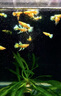 滿鱗黃金孔雀魚黃金絲帶孔雀魚進(jìn)口高端風(fēng)水魚活體觀賞魚耐養(yǎng)好養(yǎng) 精品滿鱗黃金孔雀成魚)公母1對 曬單實(shí)拍圖