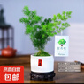 自然空間蓬萊松室內(nèi)盆栽綠植花卉寓意盆景辦公客廳茶室從桌面植物 【放青松】小紅喜直筒盆小蓬萊松+09鏤空座 曬單實(shí)拍圖