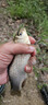 逸釣者武漢天元鄧剛浮釣鰱鳙餌料魚餌手桿專用鰱魚大頭花鰱花白鰱專攻 鄧剛浮釣鰱鳙3包 曬單實拍圖