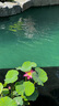 蕉下（beneunder）女士涉水罩衫裙夏季戶(hù)外防曬游泳罩衫外套中長(cháng)款WR639 曬單實(shí)拍圖