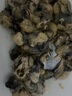 滋百尚冷凍生蠔肉 凈重1000g 活剝牡蠣肉 海蠣子 冷凍大號(hào)生蠔肉 2斤 曬單實(shí)拍圖