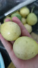 廣西欽蜜9號黃金百香果萬澄當(dāng)季新鮮大果黃皮果奶茶店水果 【1斤 約11-17個】單果30-45g 曬單實拍圖