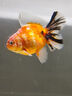 華畜水產(chǎn)養(yǎng)殖專用藥魚塘魚爛身爛尾炸鱗白點(diǎn)病消毒殺菌水霉病專用魚藥 100%特效單瓶裝【一瓶可用五畝】 曬單實(shí)拍圖