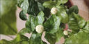 臨雅虎頭茉莉花盆栽老樁室內(nèi)花卉陽(yáng)臺(tái)花苗綠植物好養(yǎng)配花瓣盆源頭直發(fā) 曬單實(shí)拍圖