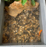 天然原生態(tài)溪流石底砂魚缸專用過濾鵝卵石小石頭龜缸造景裝飾底砂 8-12mm【10斤裝】 天然溪流石 曬單實拍圖