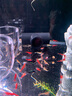 觀(guān)賞蝦活體除藻淡水蝦魚(yú)缸造景黑殼五彩米蝦好養小型蝦 10種蝦隨機發(fā)50只送10只備損 曬單實(shí)拍圖
