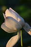 銘匠500mm F6.3全畫幅超遠(yuǎn)攝長(zhǎng)焦鏡頭適用于X卡口E卡口Z卡口RF卡口L卡口相機(jī)銘匠500f6.3定焦鏡頭 黑色 尼康Z卡口 曬單實(shí)拍圖