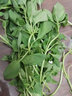 良鄰和優(yōu)荊芥菜 大葉荊芥 莖芥菜 500g 曬單實(shí)拍圖
