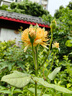 拉菲【旗艦店】傳奇波爾多白葡萄酒 法國(guó)原瓶進(jìn)口 傳奇波爾多白葡萄750ml單支裝 曬單實(shí)拍圖