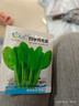 泰西絲蔬菜種子四季盆栽陽臺庭院簡單種籽孑陽臺蔬菜種子陽臺蔬菜種子 四季雞毛菜種子約1000粒 曬單實(shí)拍圖