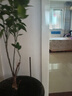 CHUANGSHIJI沙糖桔樹(shù)苗南方北方種植橘子樹(shù)苗柑桔果樹(shù)果苗嫁接砂糖地栽盆栽 3年苗 (當年結果) 81cm(含)-110cm(含) 曬單實(shí)拍圖